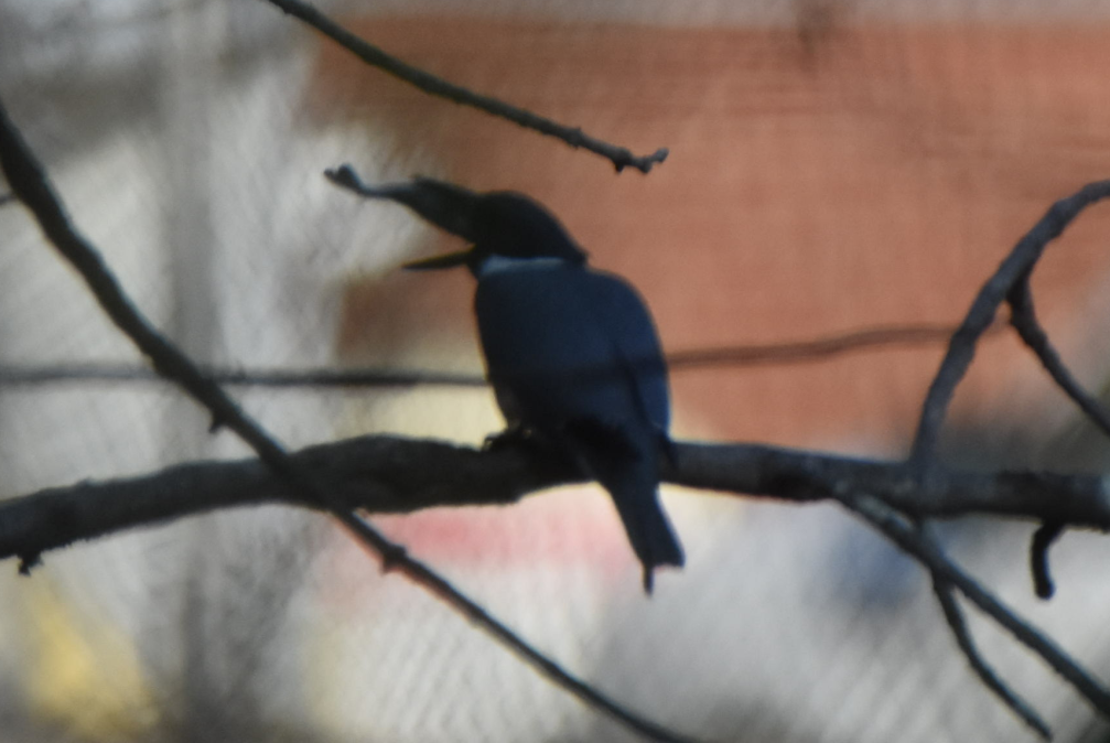 Belted Kingfisher - ML152162851