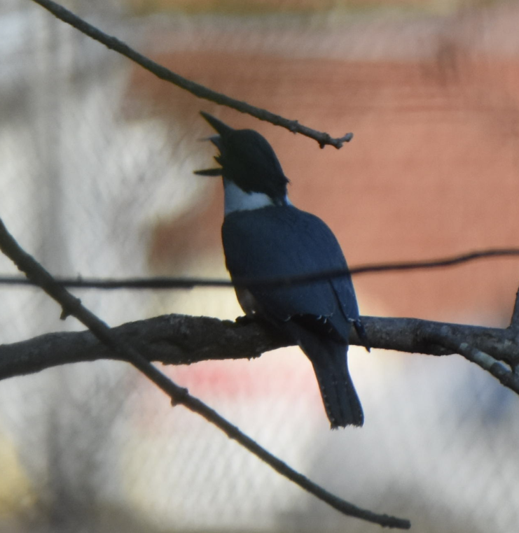 Belted Kingfisher - ML152162901