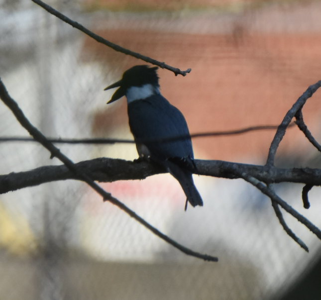 Belted Kingfisher - ML152162941