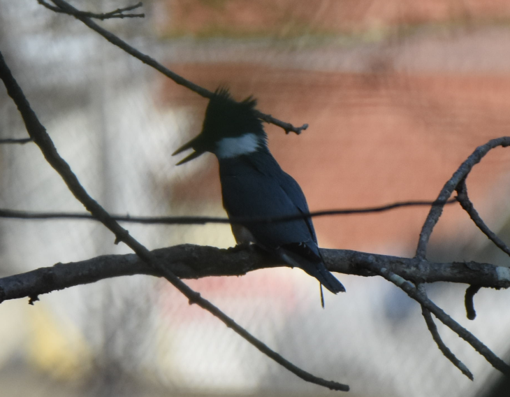 Belted Kingfisher - ML152162981