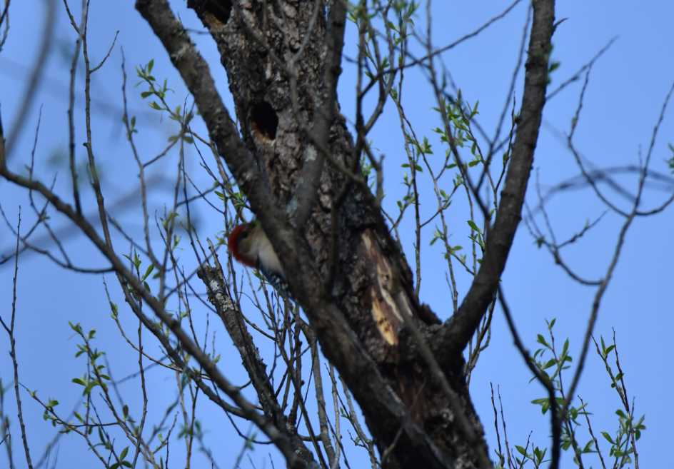 Red-bellied Woodpecker - ML152163061