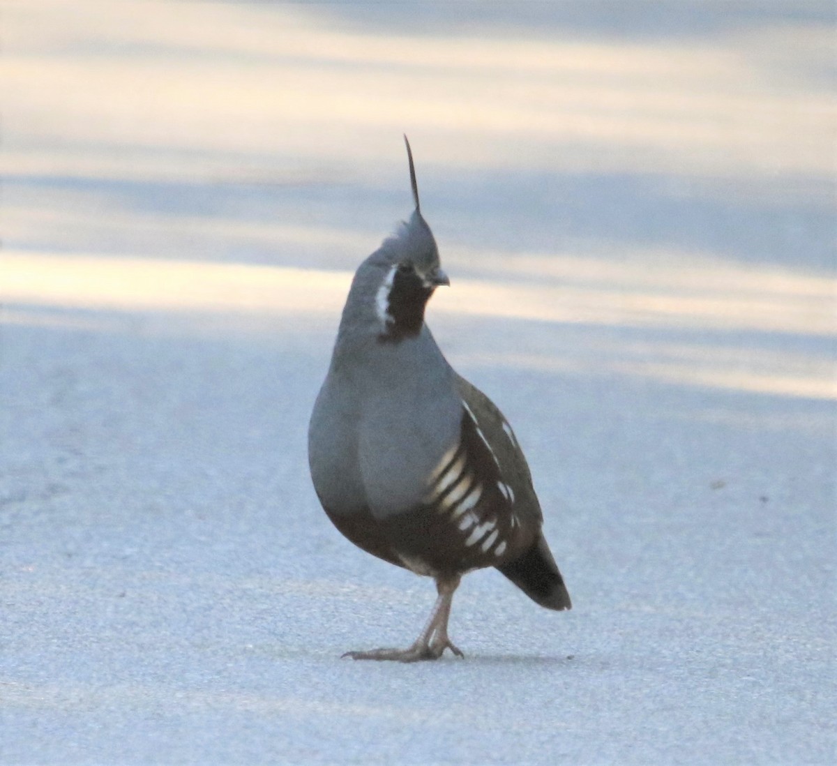 Mountain Quail - ML152164431