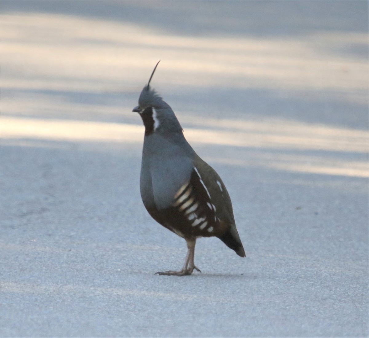 Mountain Quail - ML152164441