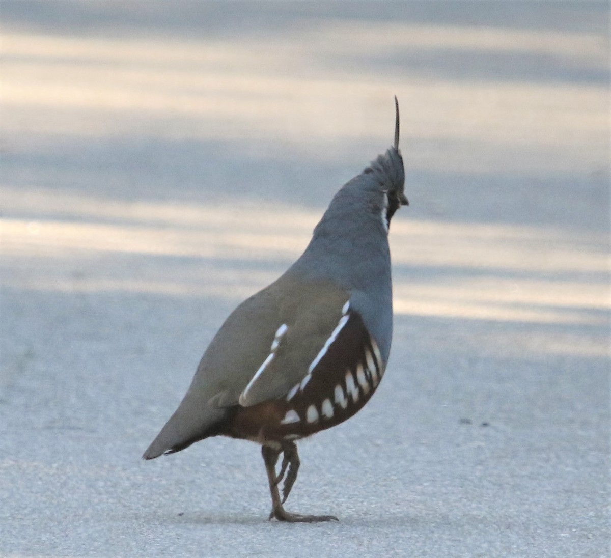 Mountain Quail - ML152164481