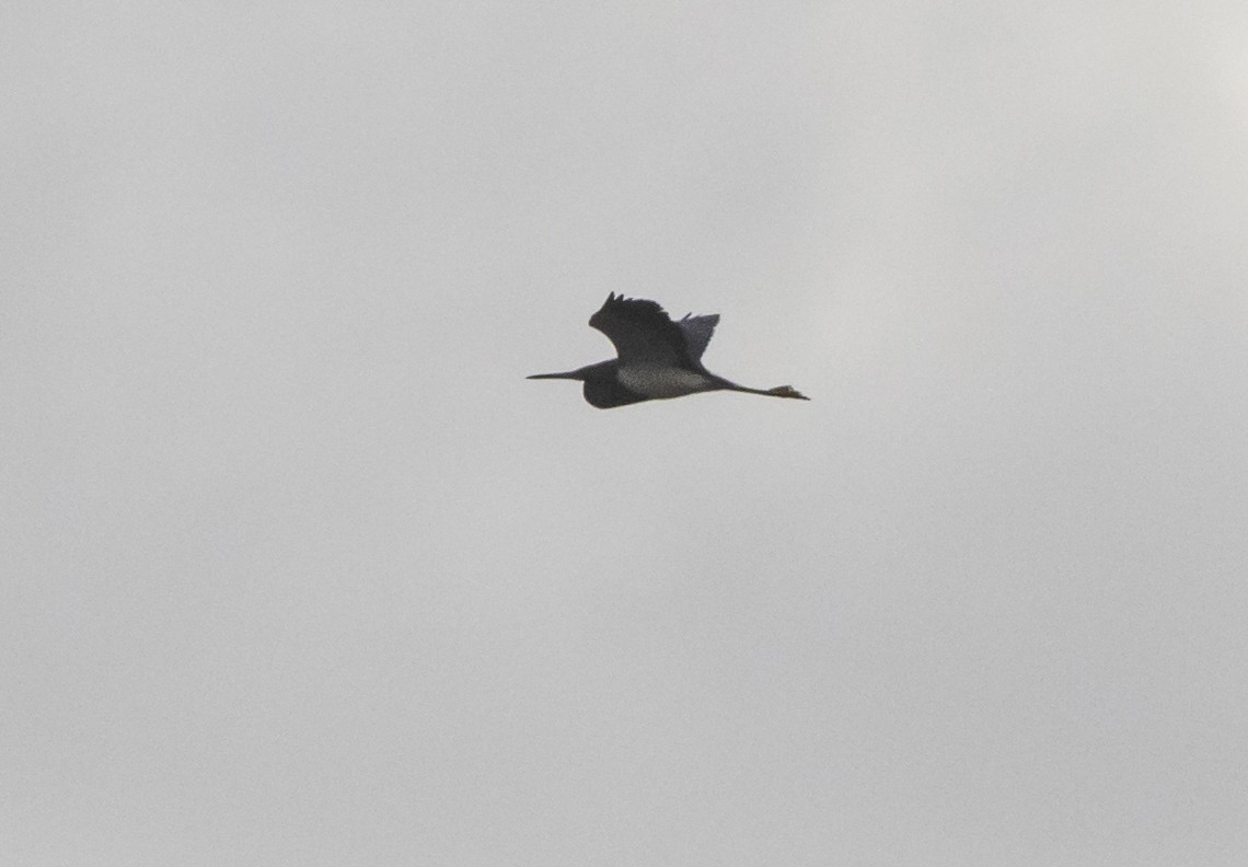 Tricolored Heron - ML152165071