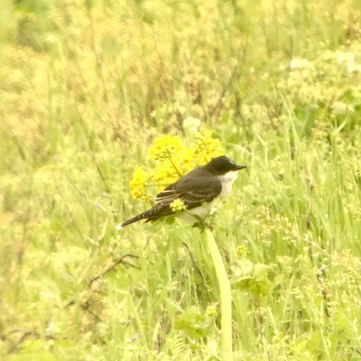 Eastern Kingbird - ML152165211