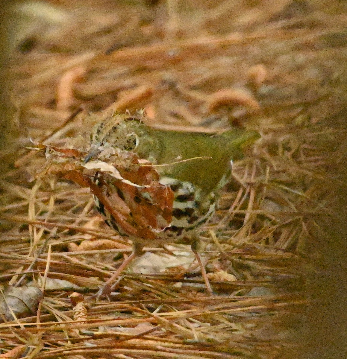Ovenbird - ML152166061