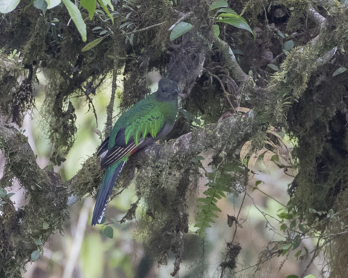 Quetzal Guatemalteco - ML152166711