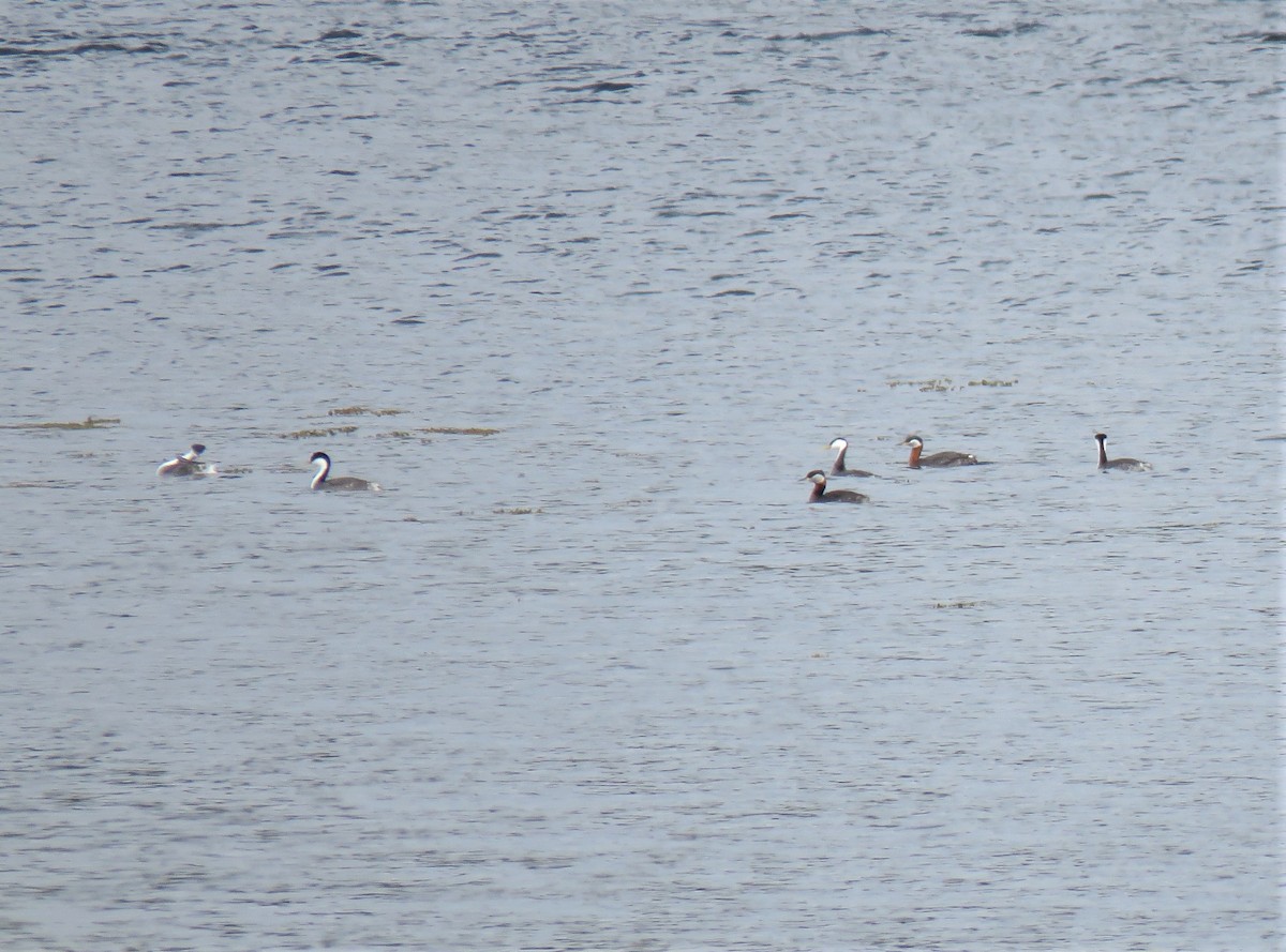 Red-necked Grebe - ML152167721