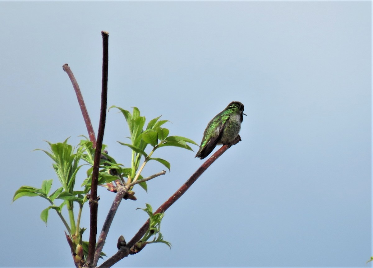 rødmaskekolibri - ML152167981