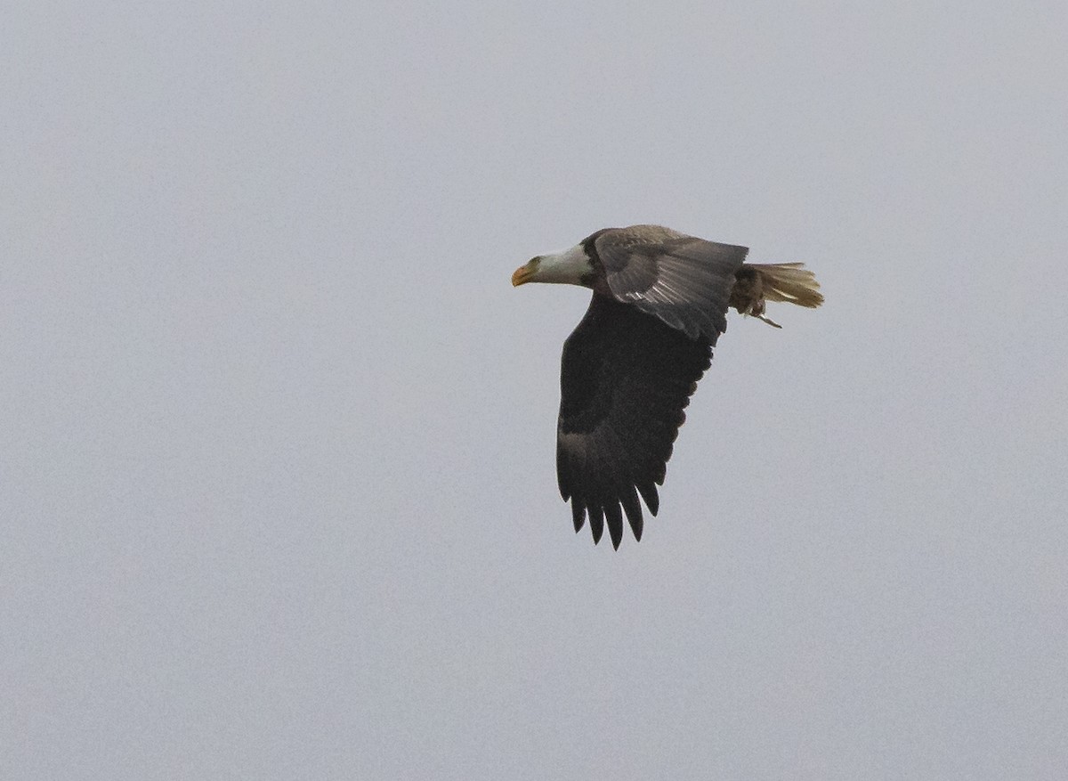 Weißkopf-Seeadler - ML152168181