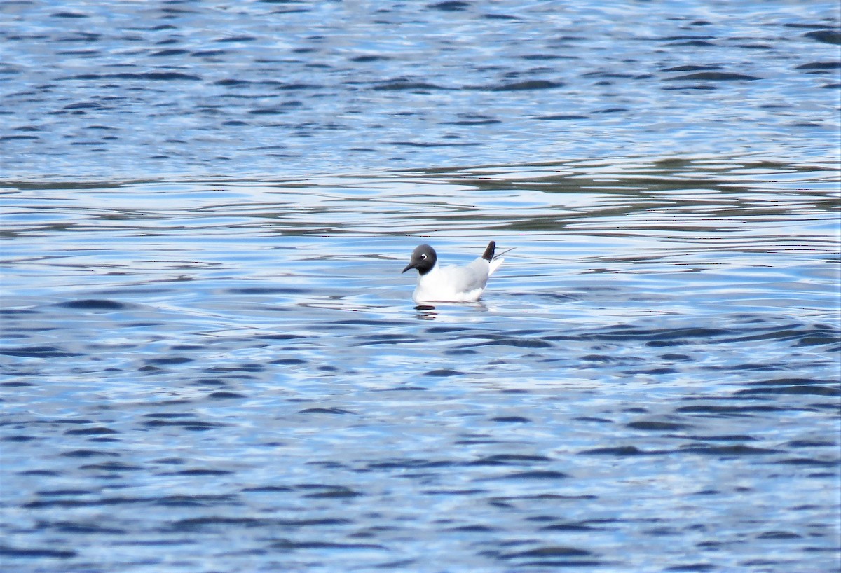 Mouette de Bonaparte - ML152168311