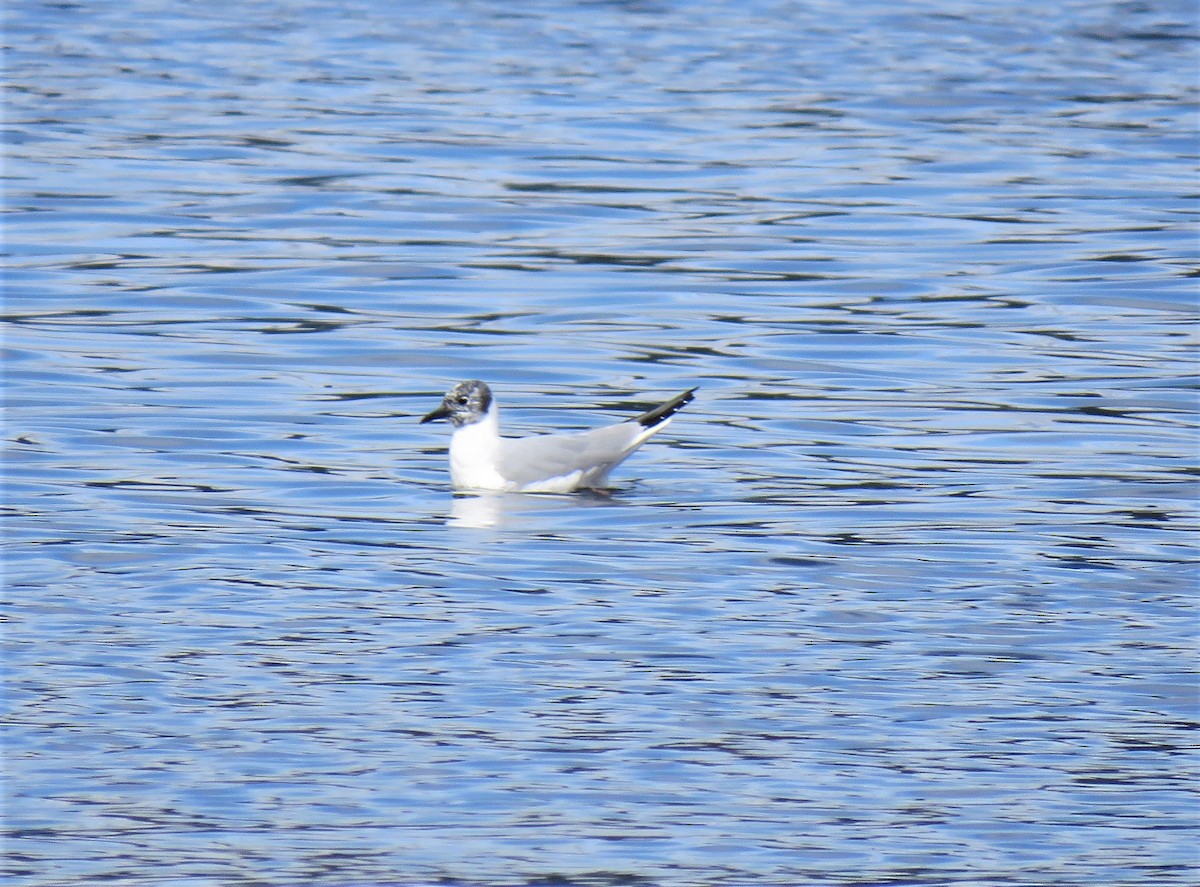 Mouette de Bonaparte - ML152168361