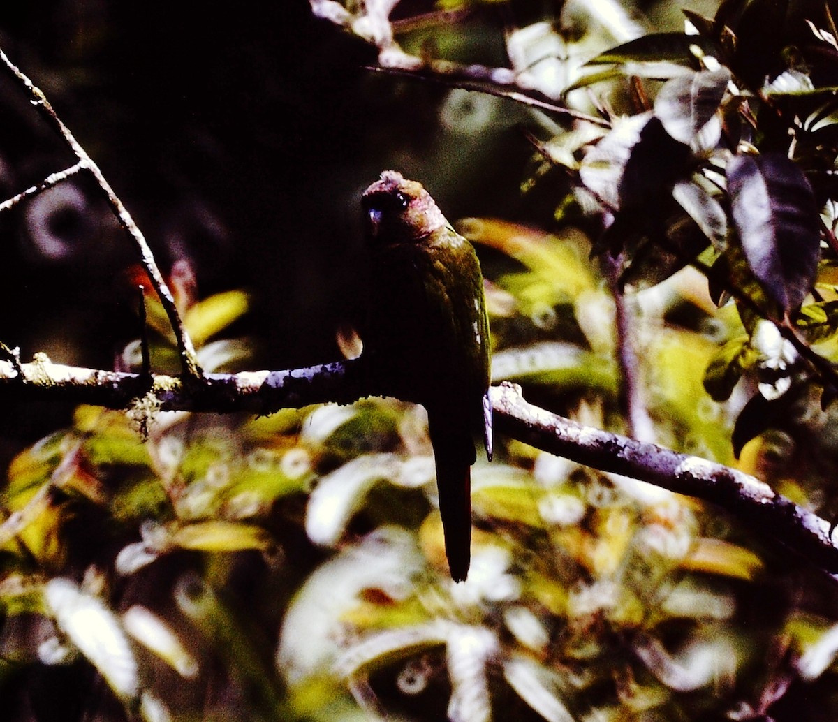 Red-eared Parakeet - ML152169181