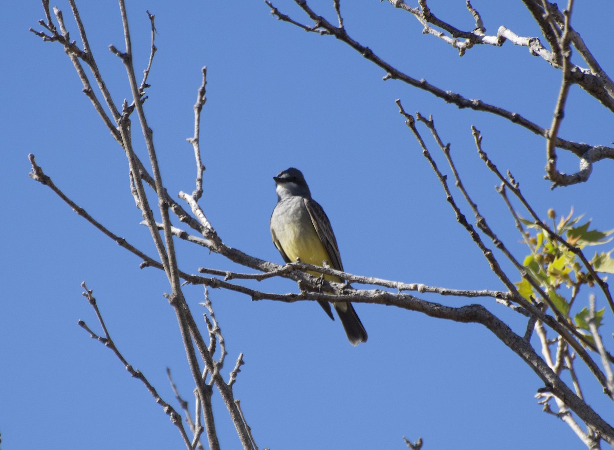 Cassin's Kingbird - ML152169431