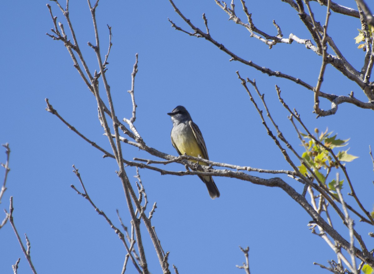 Cassin's Kingbird - ML152169441