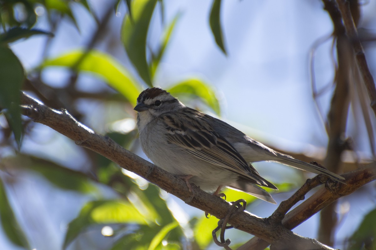 Chipping Sparrow - Owen Sinkus