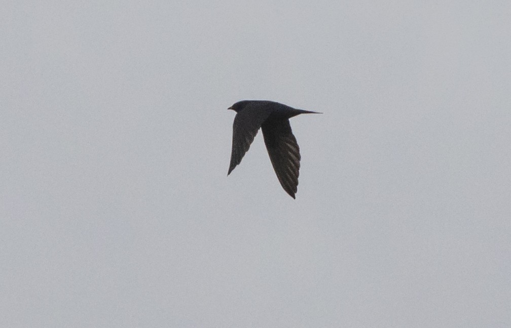 Purple Martin - ML152169731