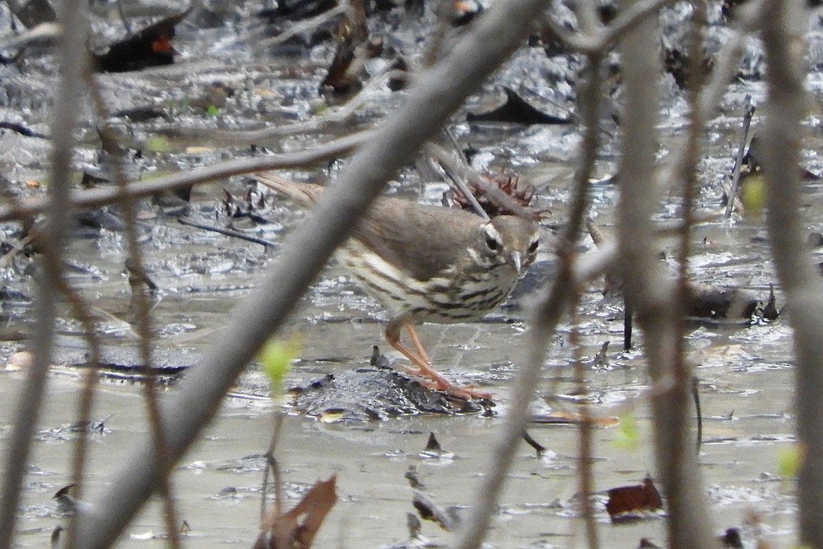 Louisiana Waterthrush - ML152170341