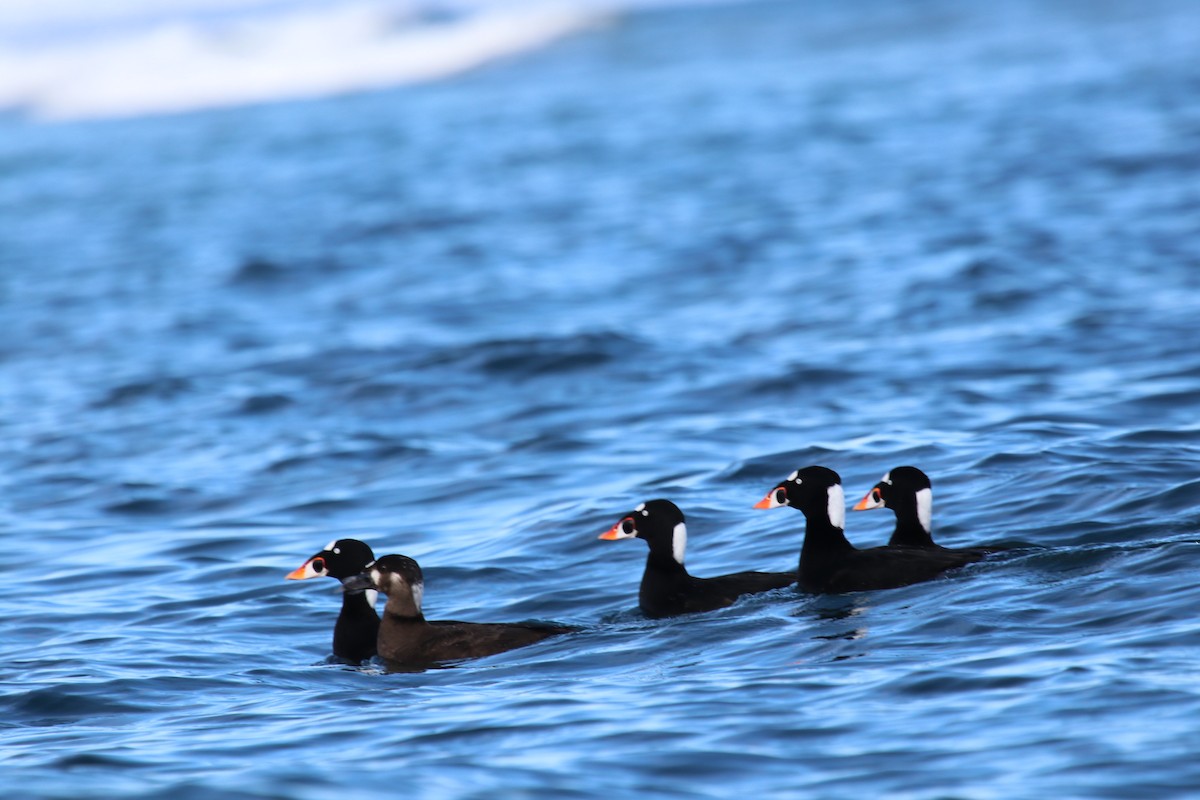 Surf Scoter - Tasha Dimarzio