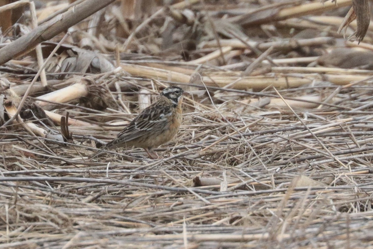 Smith's Longspur - ML152171431