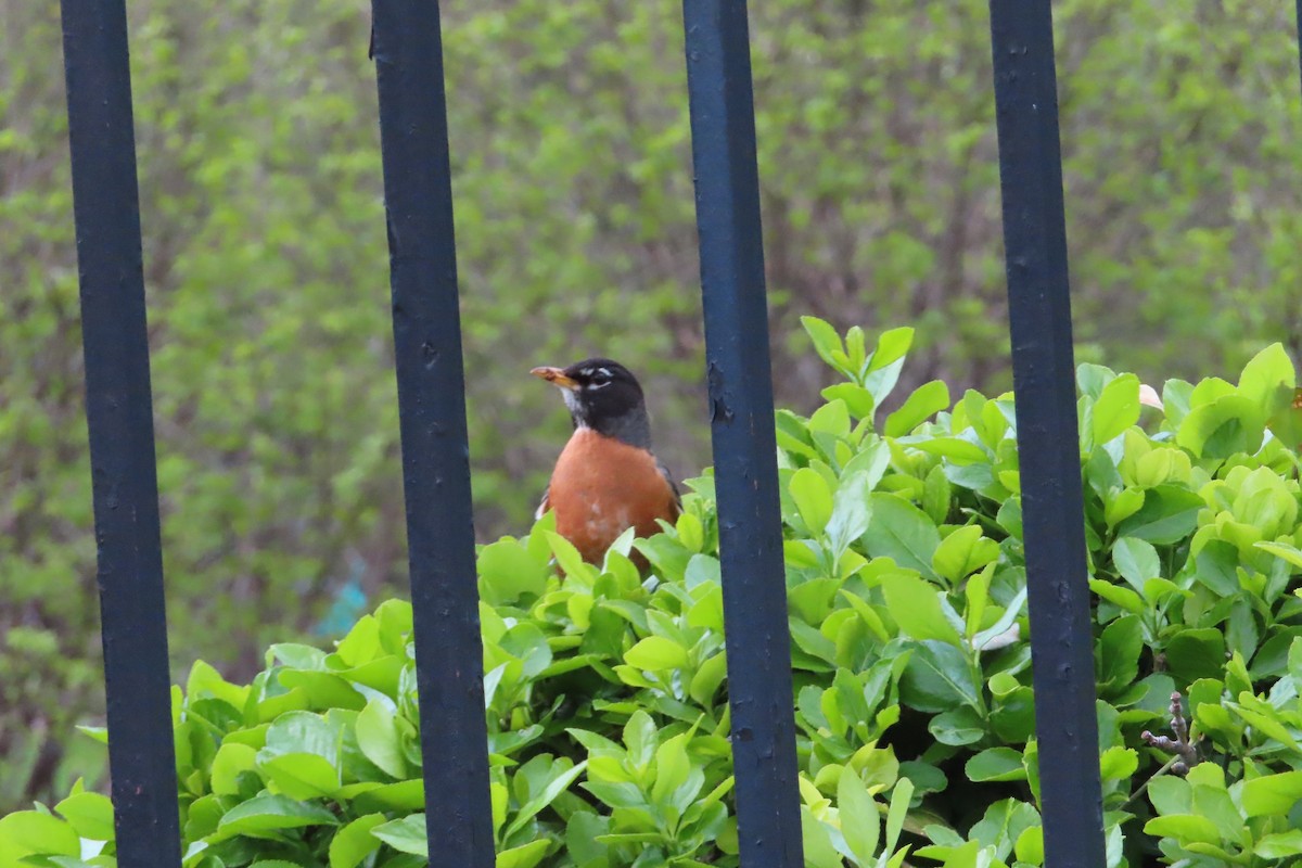 American Robin - Anonymous