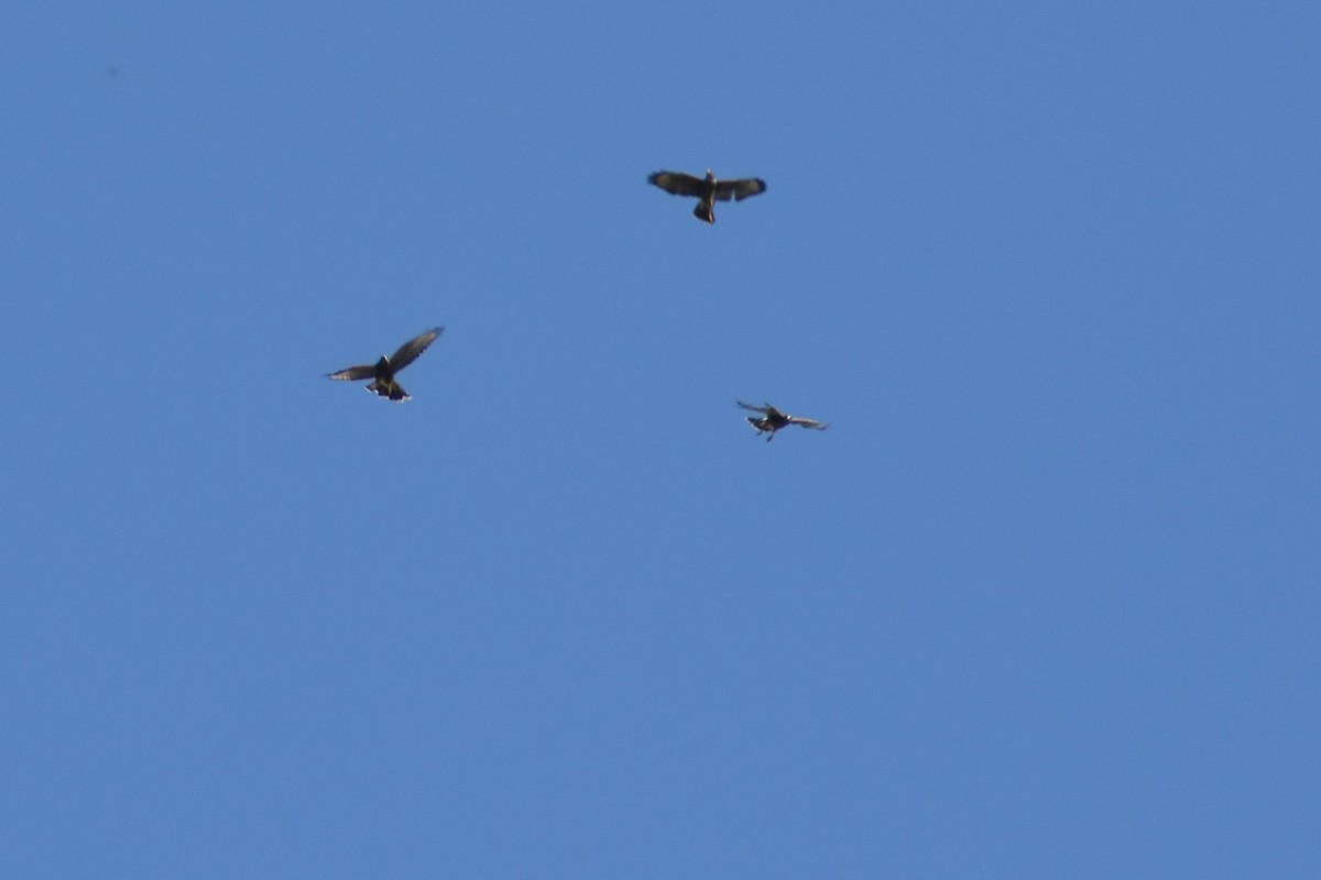 Harris's Hawk - ML152171641