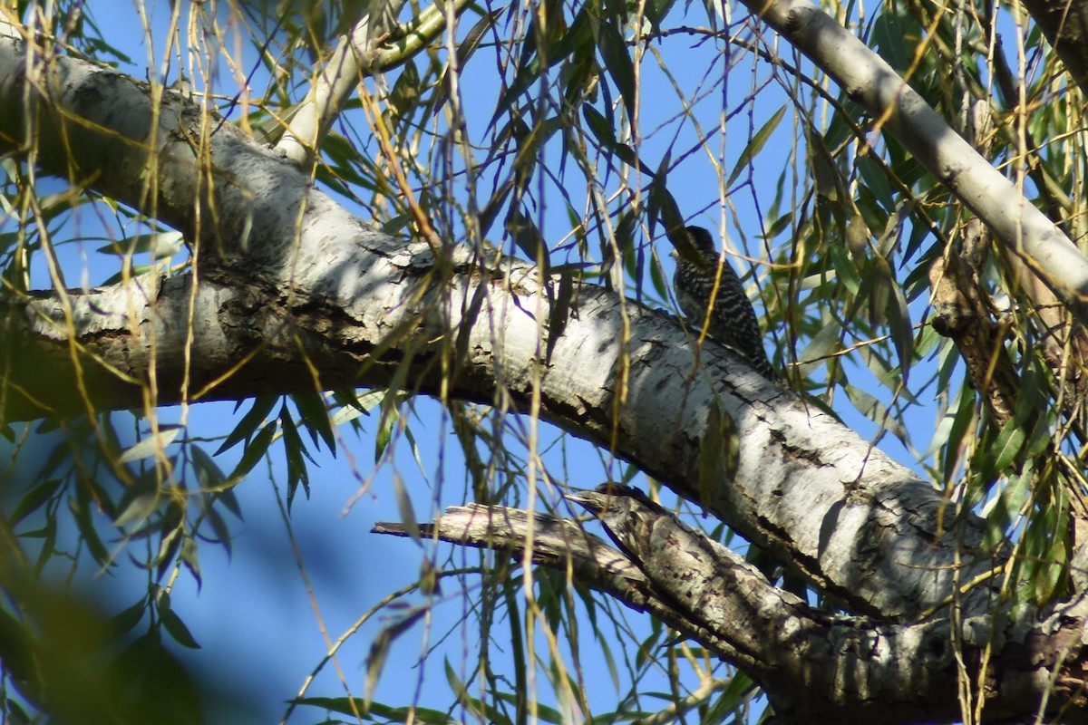 Checkered Woodpecker - ML152171701