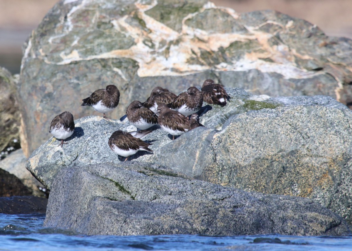 Black Turnstone - ML152172311