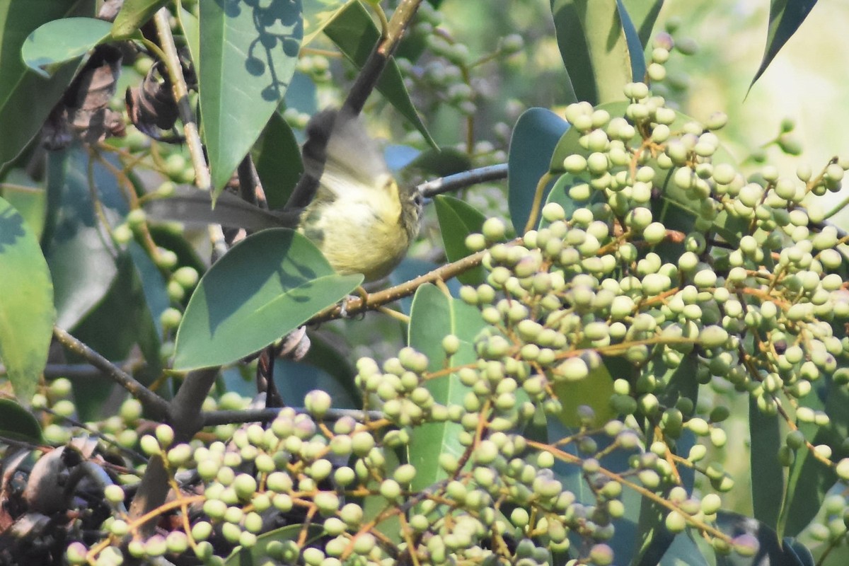 Mottle-cheeked Tyrannulet - ML152172361