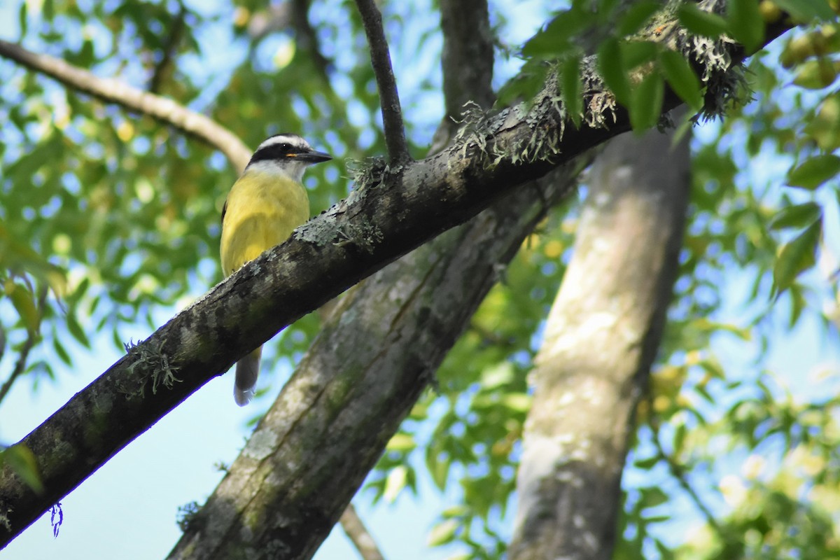 Great Kiskadee - ML152172451