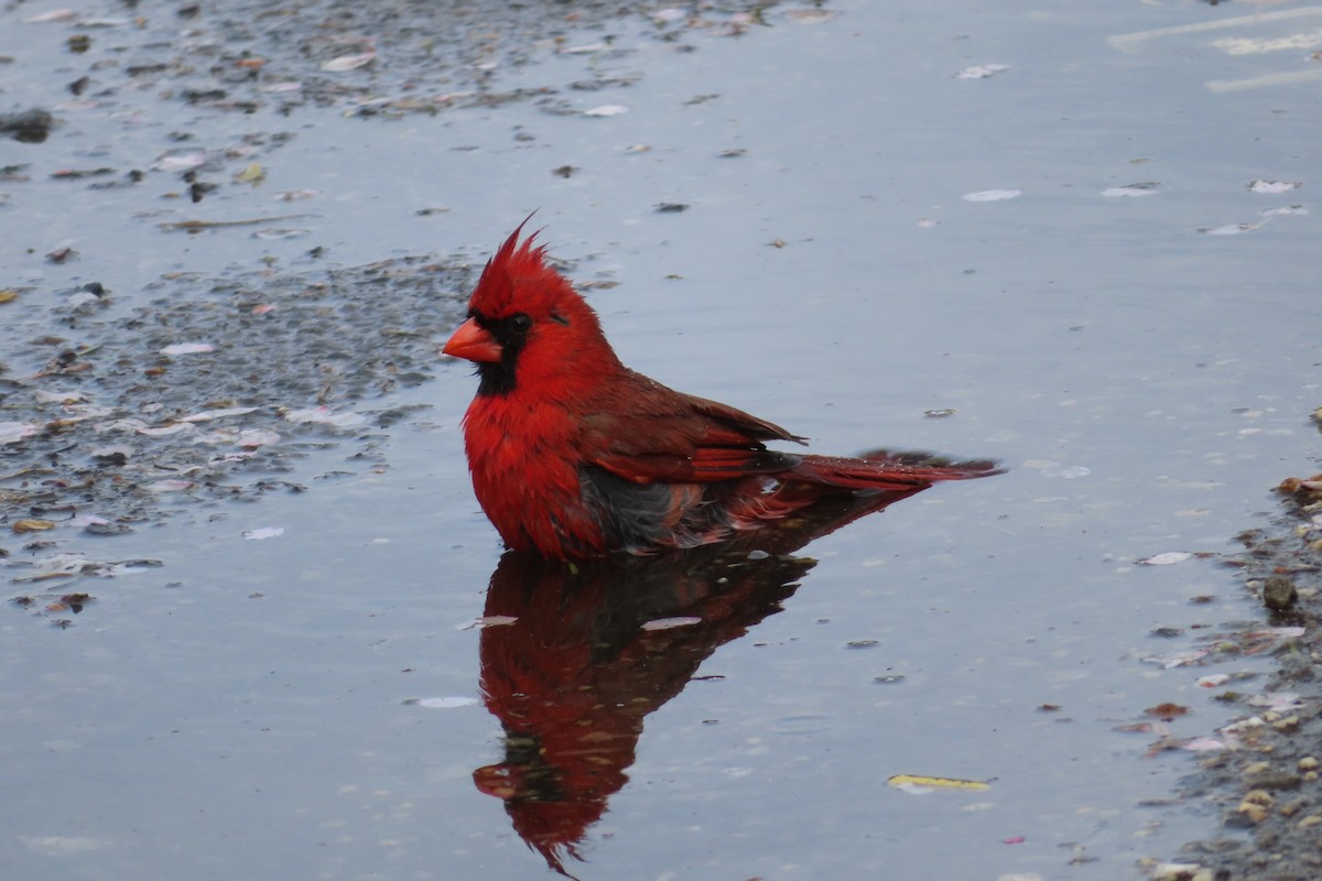 Cardinal rouge - ML152172731