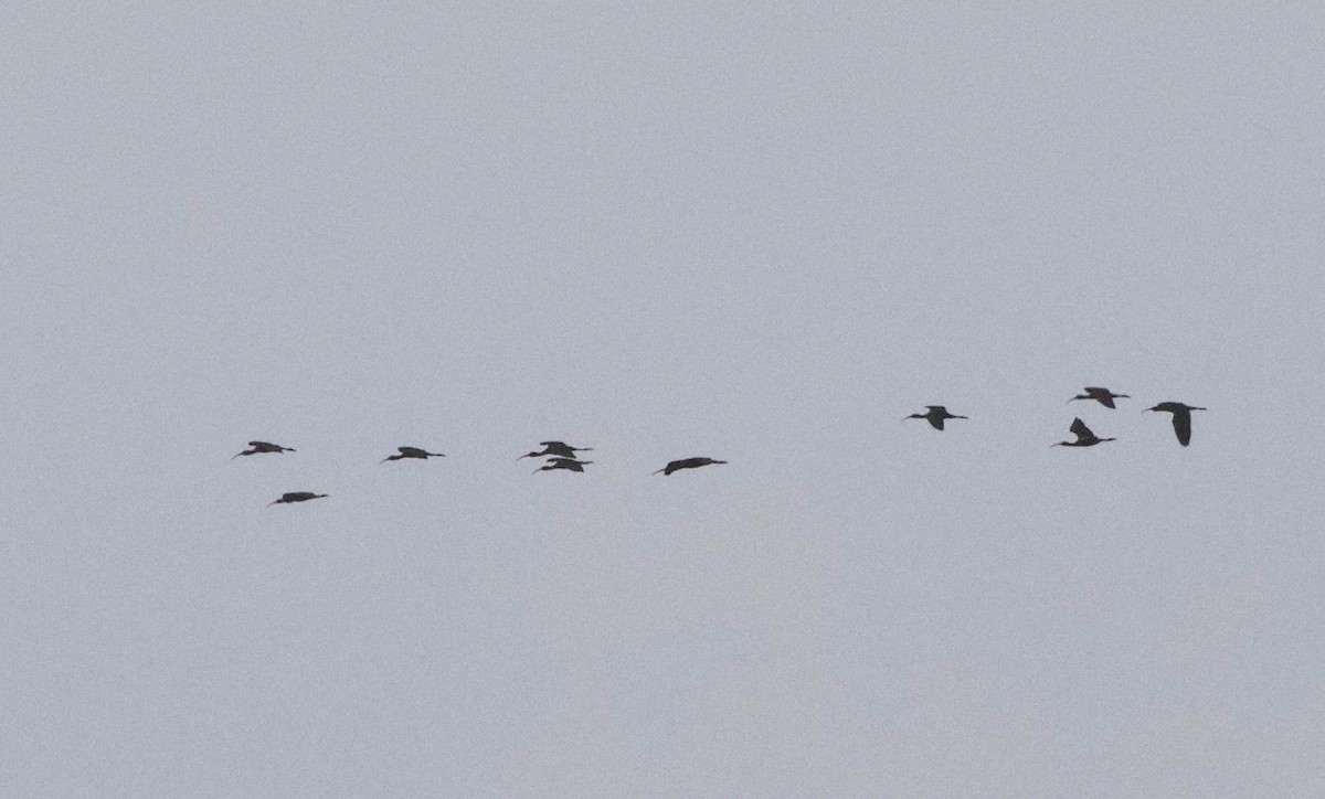 Glossy Ibis - ML152172961