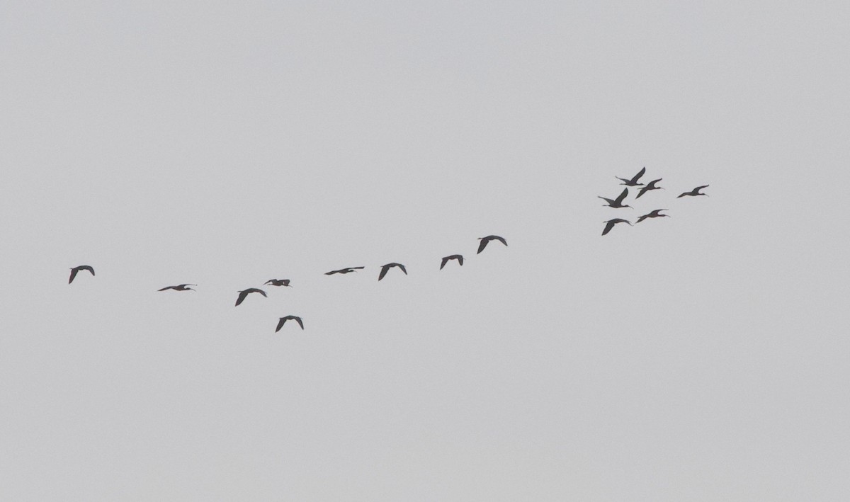 ibis hnědý - ML152172971