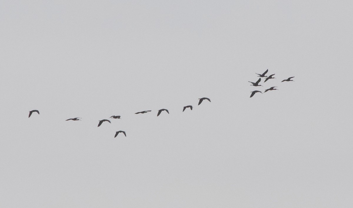 Glossy Ibis - ML152172971