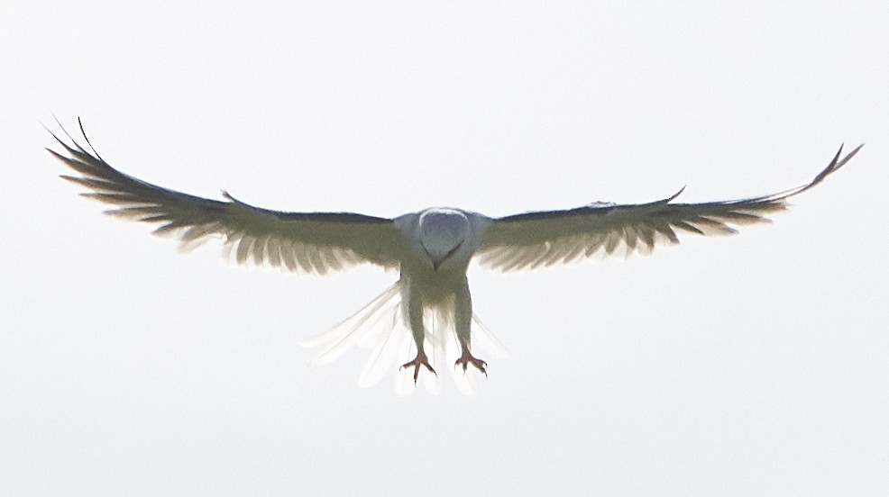 White-tailed Kite - ML152172991