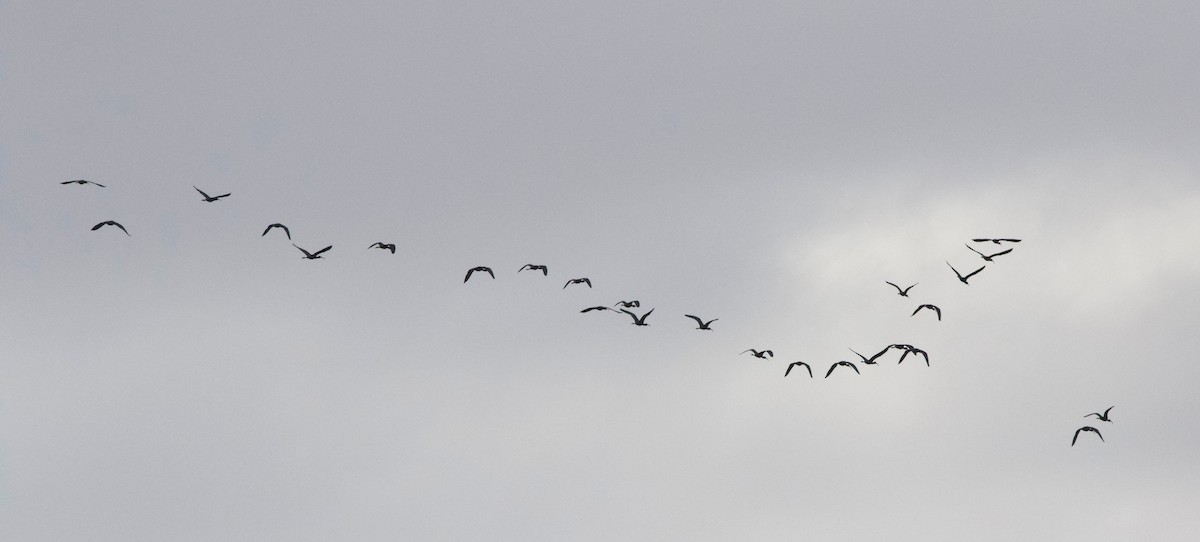 ibis hnědý - ML152173001