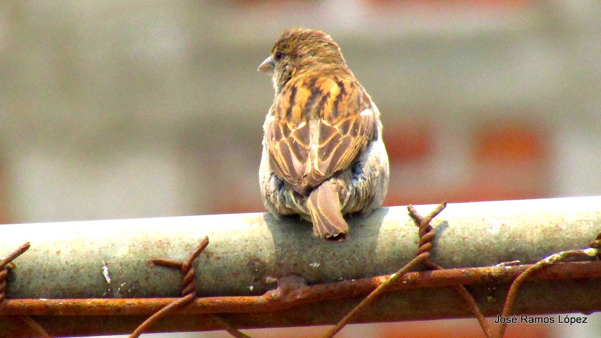 Moineau domestique - ML152173071