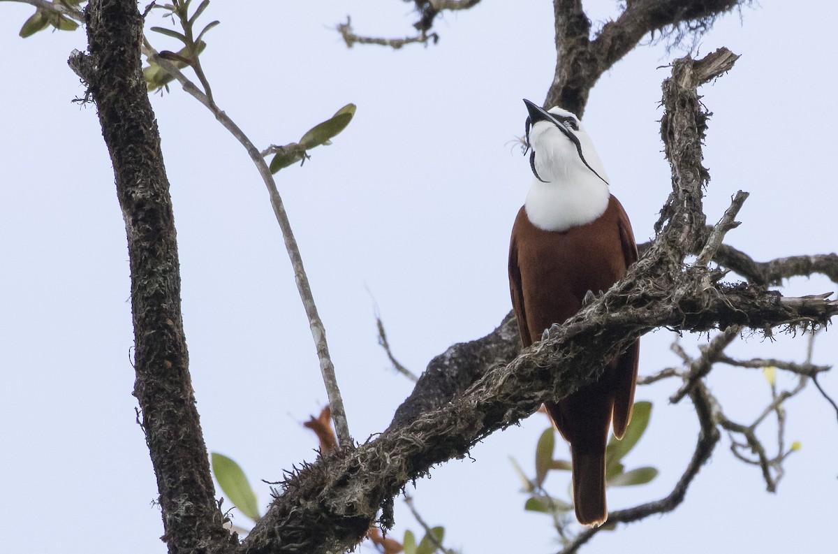 Three-wattled Bellbird - ML152173161