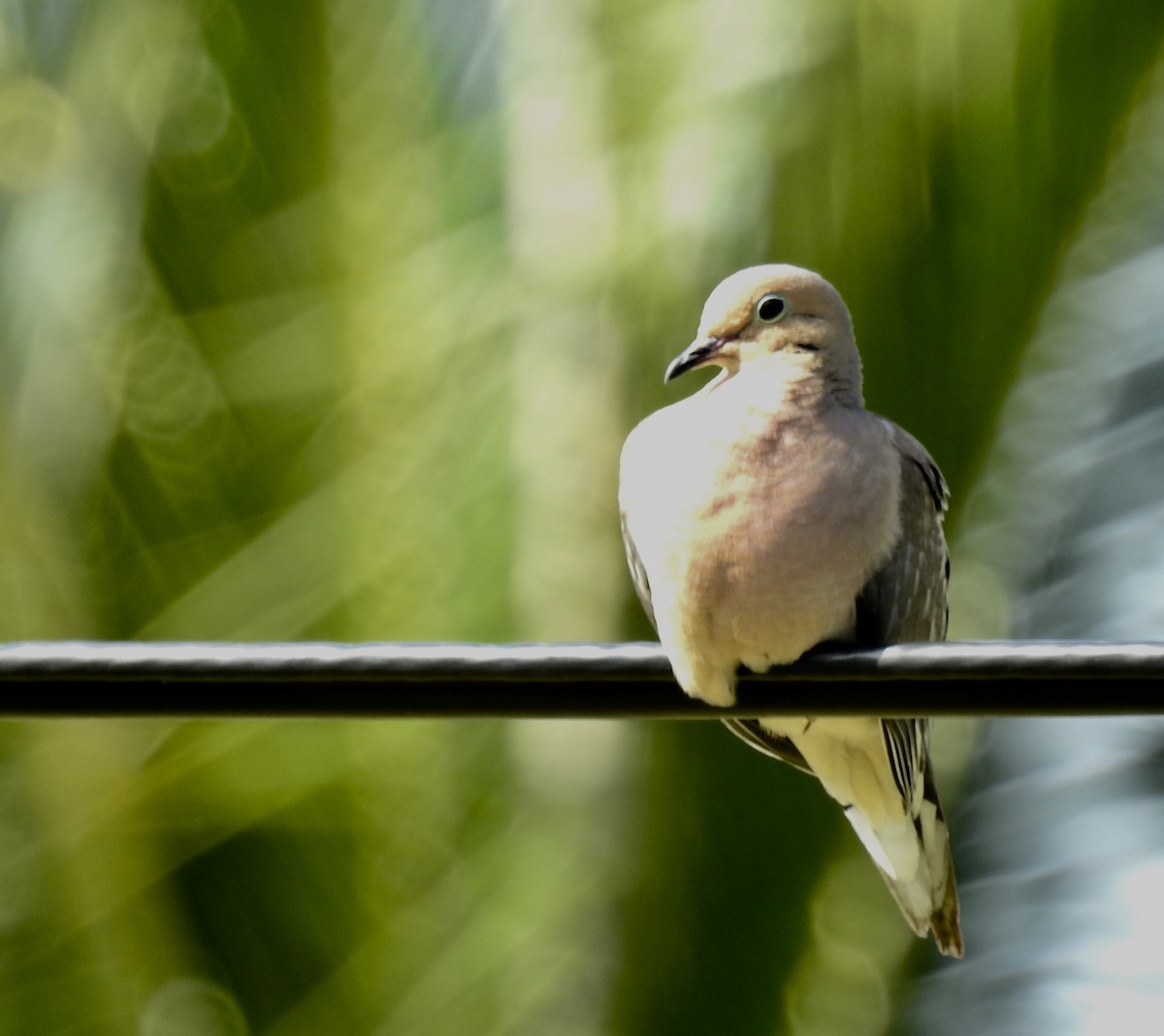 Mourning Dove - ML152173181