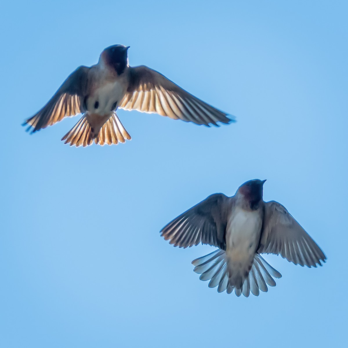 Cliff Swallow - ML152173441