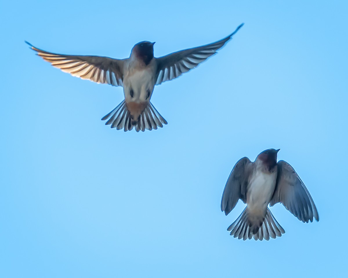 Cliff Swallow - ML152173451