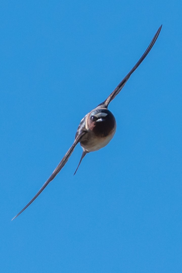 Cliff Swallow - ML152173511