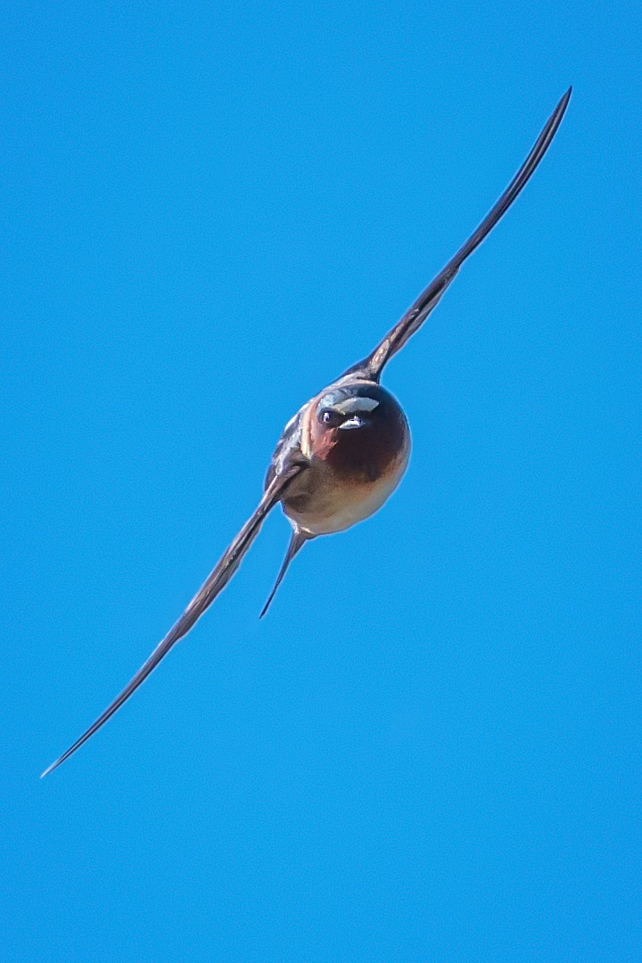 Cliff Swallow - ML152173531