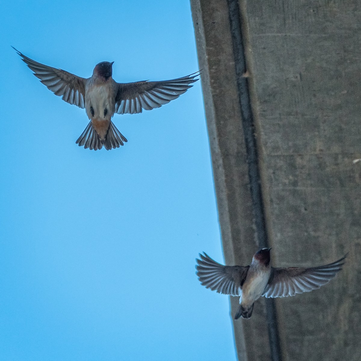 Cliff Swallow - ML152173581