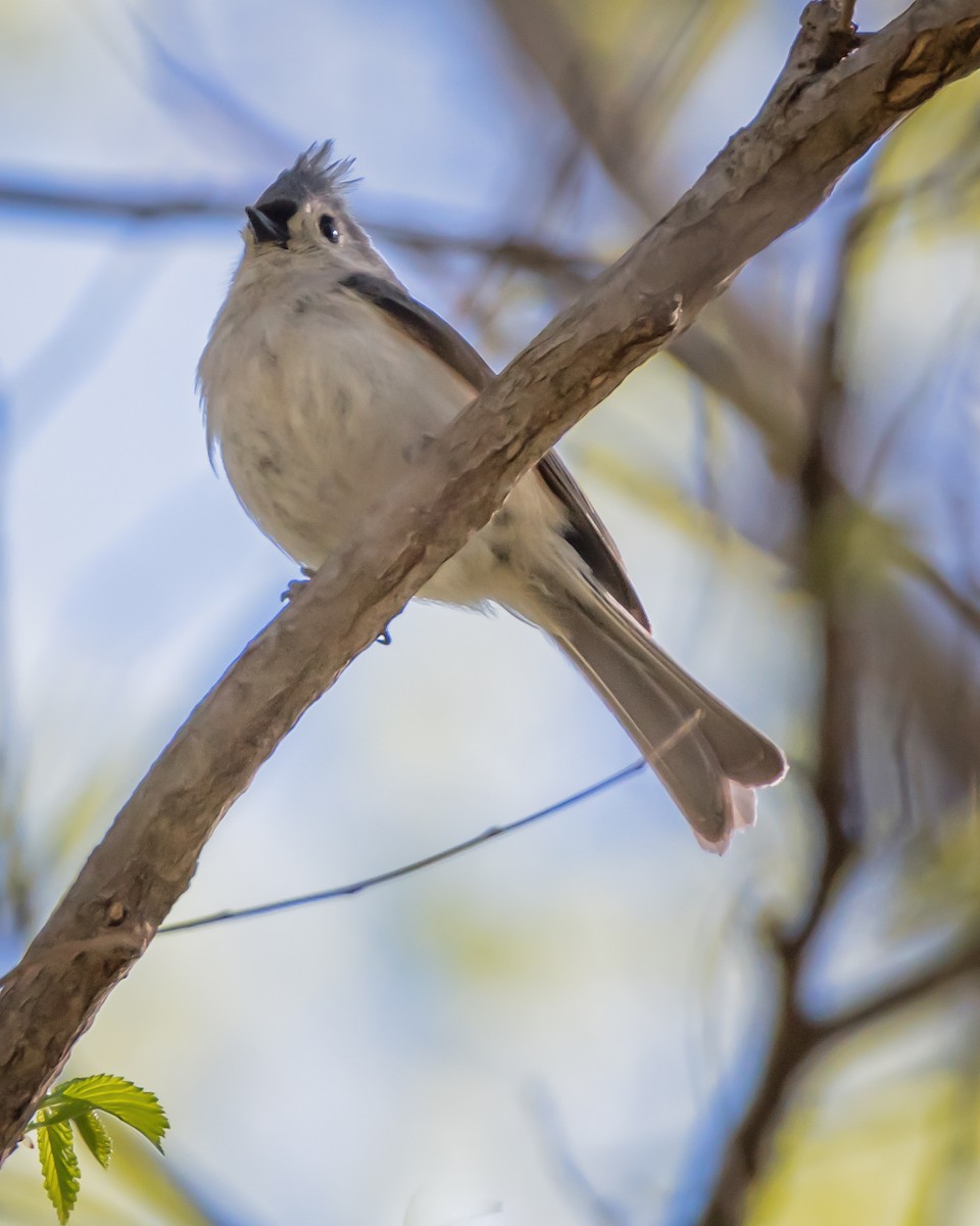 Mésange bicolore - ML152173681