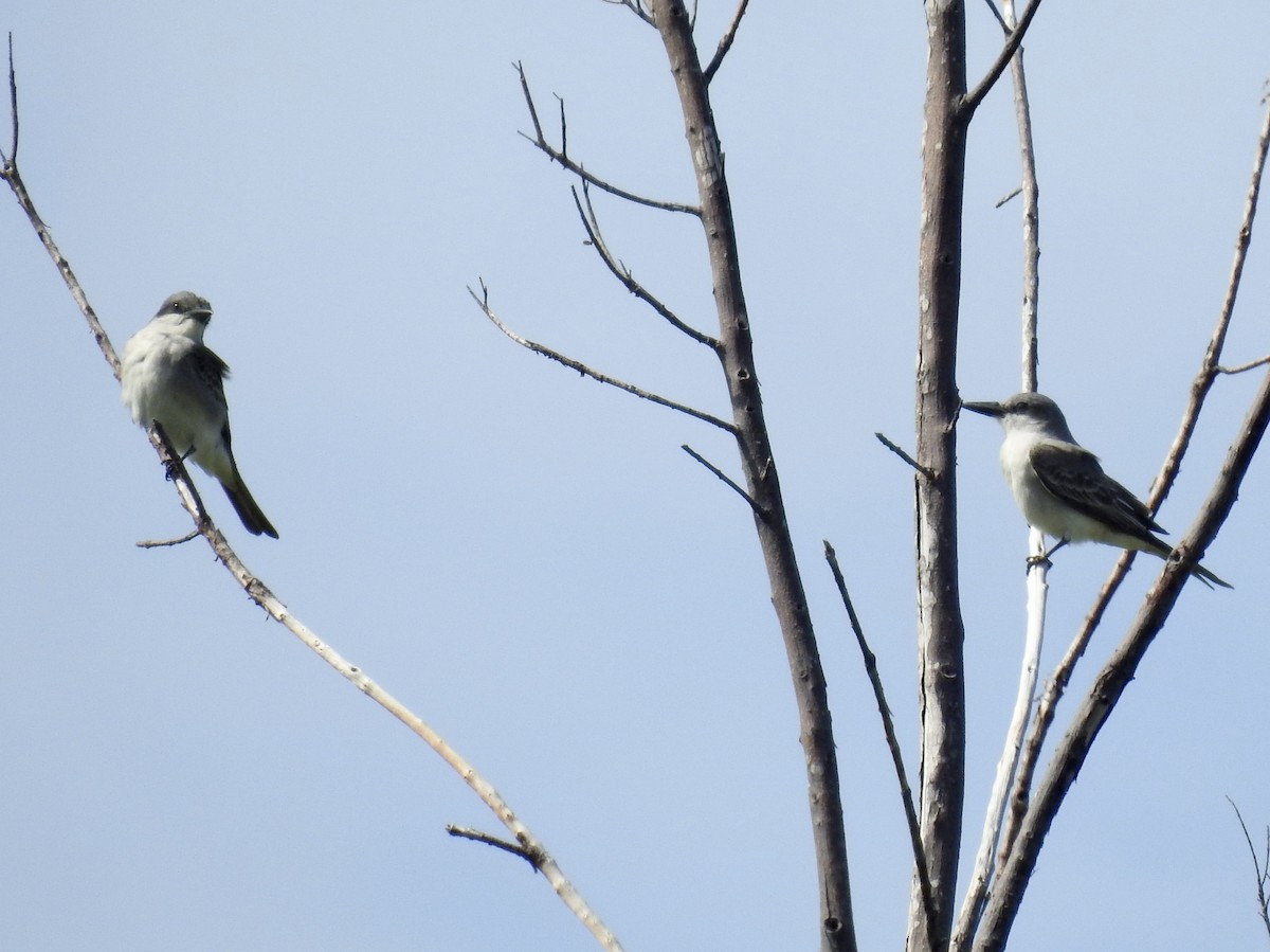 Gray Kingbird - ML152174121