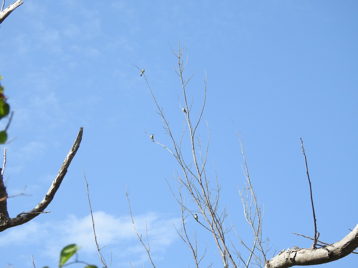 Gray Kingbird - ML152174181