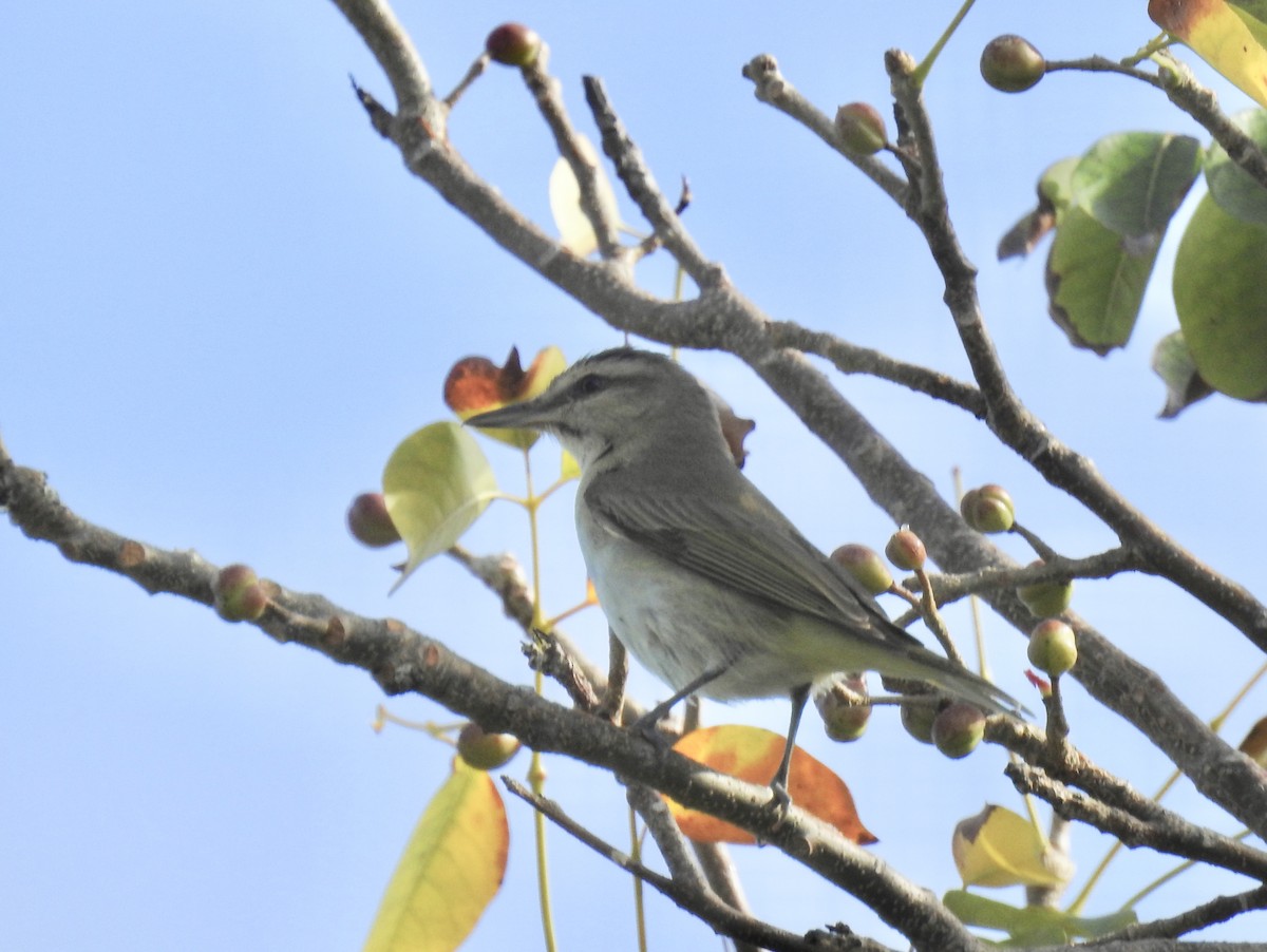 Black-whiskered Vireo - ML152175261