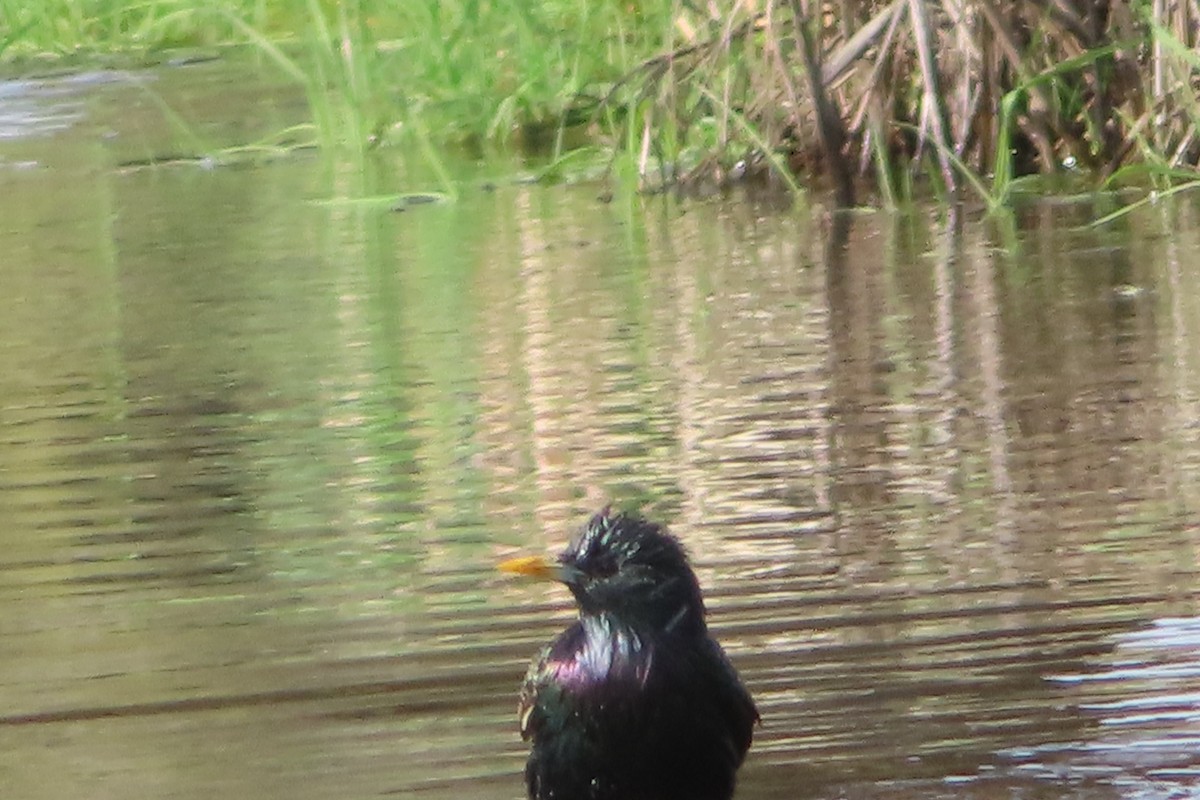 European Starling - ML152175301